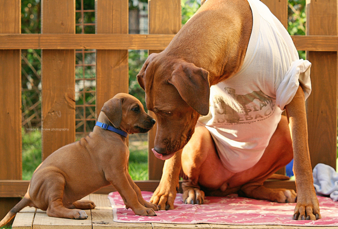 ani and puppy