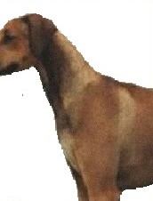 sable1